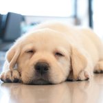 ‎foto cane .‎1